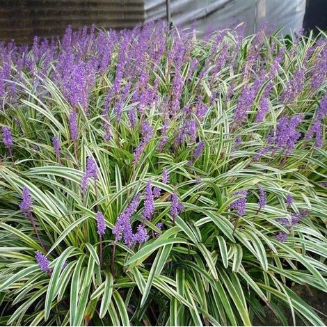 6 plants de Liriope muscari 'Variegata' (graminée ornementale persistante) en pot de 9 x 9 cm, d'une hauteur de 5 à 10 cm. (1/5)
