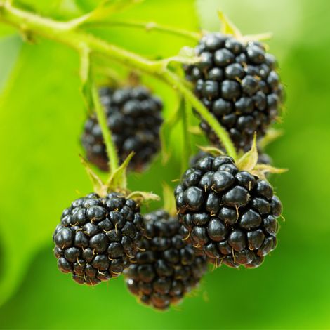 Mûrier Chester Thornless' - Rubus fruticosus Chester Thornless' 50/60cm (1/2)