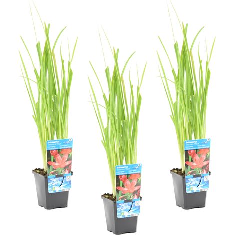 Bloomique - Lot de 3 - Schizostylis 'Mrs Hegarty' - Lis des Cafres rose - Glaïeul des marais - Plantes de bassin - Plantes aquatiques - Résistante au gel - 10-20 cm de haut - Pot 9 cm (1/3)