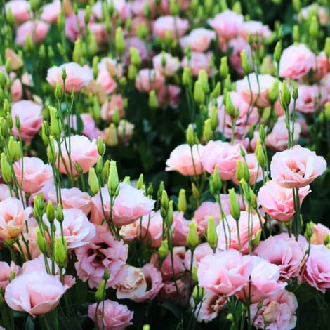 Lisianthus Lucita Rose – 500 Graines – Fleurs Doubles Vivaces – Balcon Jardin (1/5)