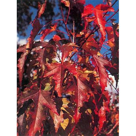 Érable du fleuve Amour Pot de 4L/5L (1/5)