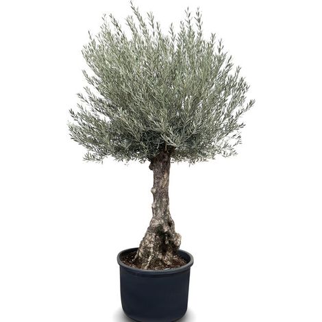 Olivier D'hiver Bonsai 250 centimètres avec pot - Olea Europaea - (1/3)