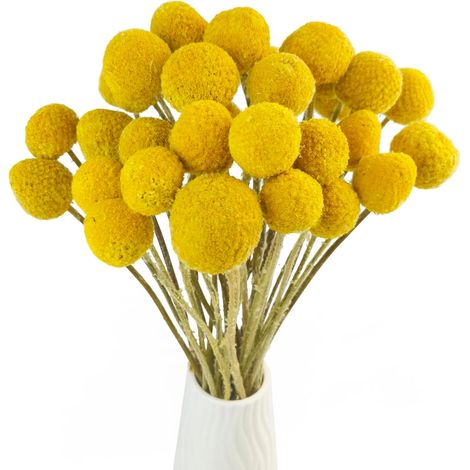 Naturelles Craspedia Fleurs séchées Jaune Billy Badges Boules Bouquet, Dried Flowers Yellow Billy Buttons Balls pour décoration de Maison, fête, Mariage, Magasin (1/5)