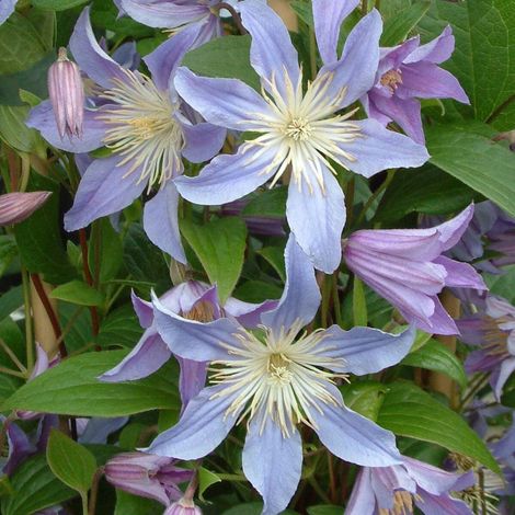 Clématite integrifolia Blue River® 'Zoblueriver'/Pot de 1,5L - Tuteur bambou 30/60 cm (1/4)