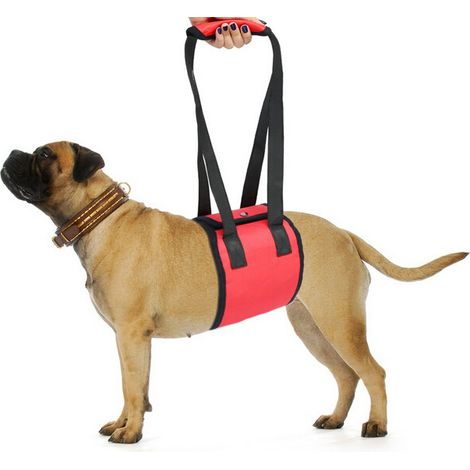 Filiyano-harnais de transport pour animaux, harnais pour chien, ceinture de sécurité pour animaux (1/2)