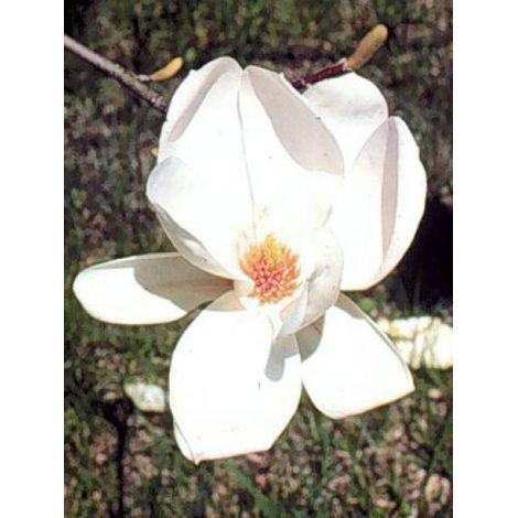Magnolia x soulangiana 'Alba Superba' Pot de 3L/4L (1/3)
