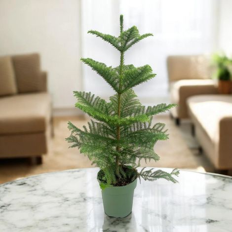 Gardenaria Araucaria - Pianta da interno ornamentale - Altezza: 50 cm (vaso 17)