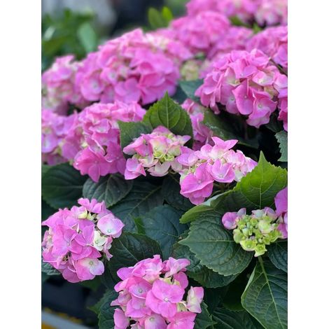 Gardenaria Ortensia - Hydrangea Macrophylla 'Rosita' - Pianta acidofila ornamentale da esterno - Altezza: 40/50 cm (vaso19) (1/2)