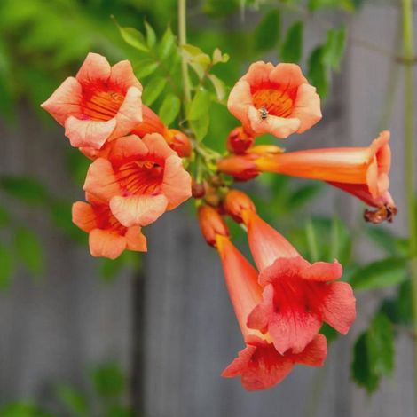 3 cuttings - Campsis radicans (Orange trumpet vine) orange