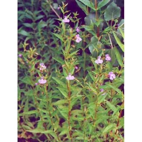 Mimule ringens Godet de 8/9 cm (1/5)
