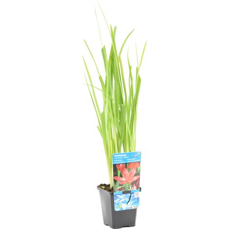 Bloomique - Schizostylis 'Mrs Hegarty' - Lis des Cafres rose - Glaïeul des marais - Plantes de bassin - Plantes aquatiques - Résistante au gel - Hauteur 10-20 cm - Pot 9 cm