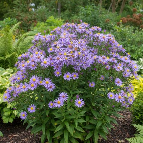 Aster d'été Nanus/Lot de 3 godets