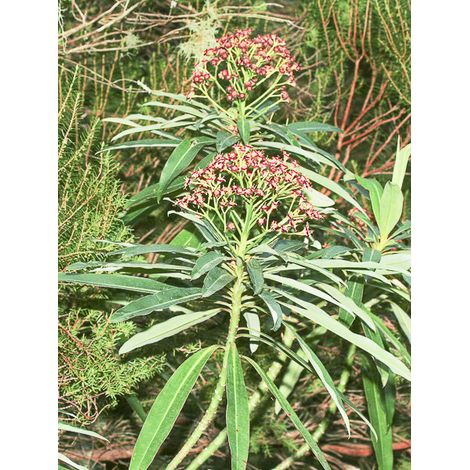 Euphorbe mellifère Pot de 2L/3L