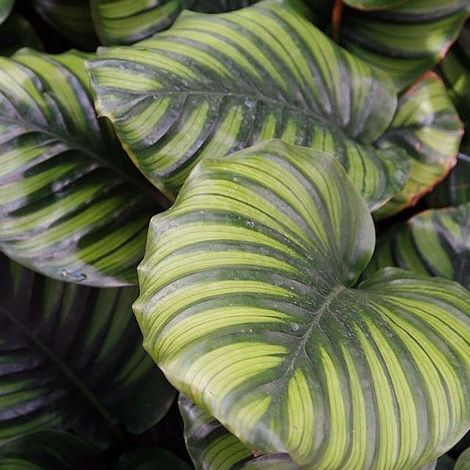 CALATHEA FASCIATA IN VASO DA 17CM (1/2)