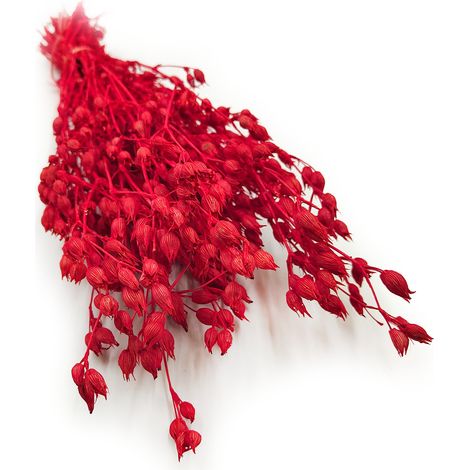 Silene - Rot (1/5)