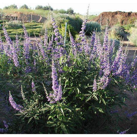 Poivre de moine 'Latifolia' - Vitex agnus-castus  - 30-40 cm pot