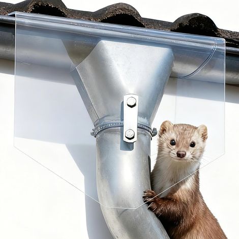 marten guard, downpipe guard, climbing guard, acrylic glass downpipe (1/5)