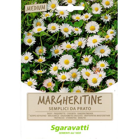 SEMI PER PRATO UNIVERSALE margheritine semplici da prato Q.TA 20 margheritine semplici da prato
