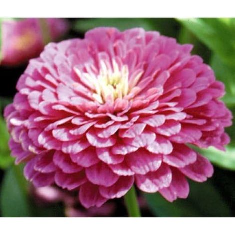 Graines de Zinnia Rose 1000 pcs – Grandes Fleurs – Jardin Massif