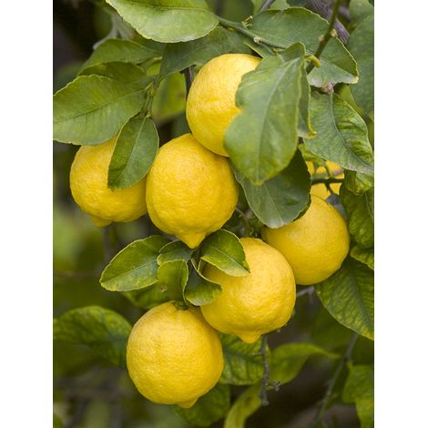 Citronnier de Syracuse Pot de 4L/5L, 1/4 de tige