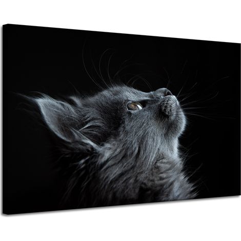 Impression sur toile Animaux Chat persan 120x80 cm (1/4)