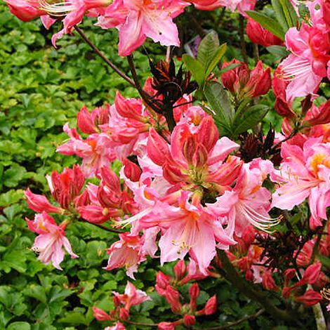 Azalée caduque knaphill rose - Azalea knaphill - 40-50 cm pot
