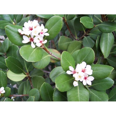 Raphiolepis Umbellata