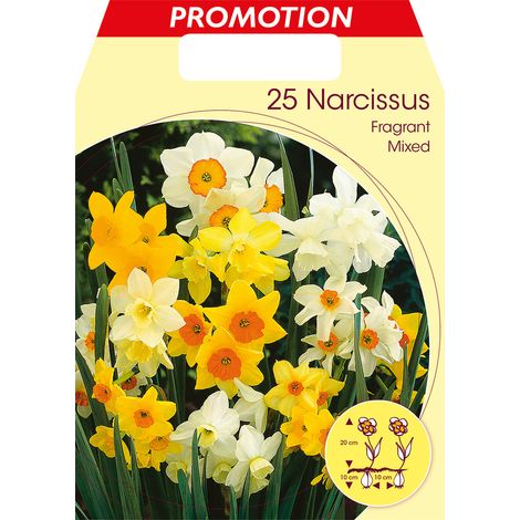 BULBI AUTUNNALI NARCISI FRAGRANT MIXED CONFEZIONE DA 25 BULBI BULBS BULBES