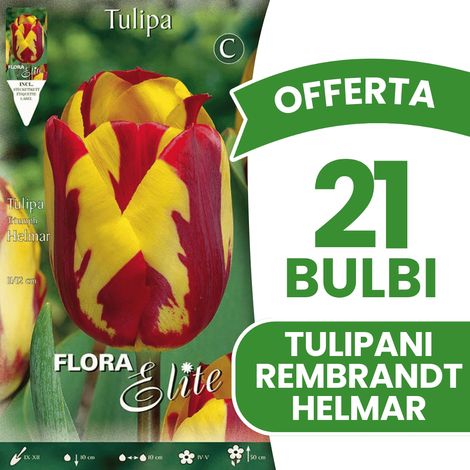 OFFERTA 21 BULBI TULIPANO REMBRANDT HELMAR BULBI AUTUNNALI BULBS BULBES