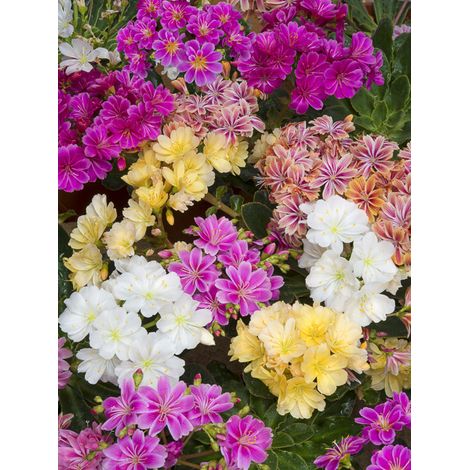 Lewisia 'Elise Mix' Mini-motte Ø 1,5/2,5 cm (par 3) (1/2)