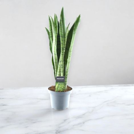 Gardenaria Sansevieria trifasciata 'Spearmint' - Pianta da interno ornamentale - Altezza: 55 cm (vaso 14) (1/5)