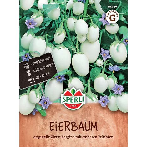 Sperli – Aubergine ornementale « Eierbaum » – Graines de fleurs, hauteur env. 60-80 cm (1/2)