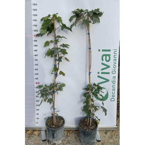 PIANTA DI ACER PSEUDOPLATANUS VASO 18 CM H.100/110 CM (foto real) ACERO DI MONTE