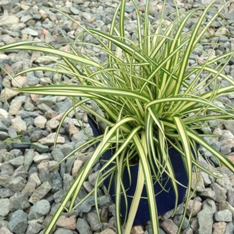 Laîche d'Oshima Evergold, Carex/Pot de 3L - 20/40 cm