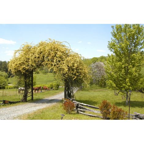 Gardenaria Rosa 'Banksiae Lutea Plena' - Rosa da giardino - Altezza: 90/100 cm (vaso 19) (1/3)