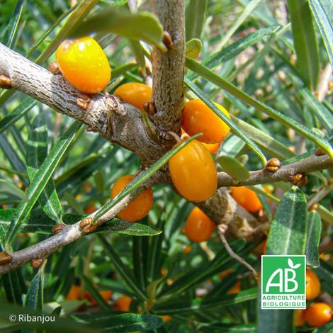 Argousier femelle 'Hergo' BIO (Hippophae rhamnoïdes 'Hergo')