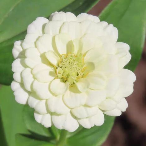 1000 graines de zinnia  Zinnias aux couleurs éclatantes,  pour les jardins de pollinisation,massifs et plantes en pot  Faciles à cultiver, Blanc (1/5)