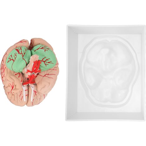 Modèle de cerveau humain 8 pièces démontable, anatomique pour étude en classe de sciences, affichage pédagogique. (1/5)