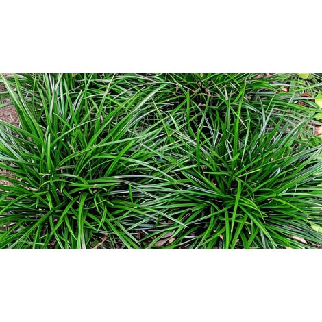 Gardenaria Carex morrowii 'Irish Green' - Graminacea ornamentale da esterno - Altezza: 40 cm (vaso 17)