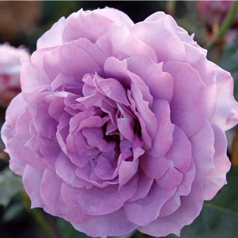 2 x Rosa - Kordes Rose des fées - Rosa 'Novalis' (1/4)