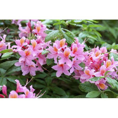 Sommergrüne Azalee 'Raimunde' Rhododendron lut.'Raimunde' C 5 40- 50