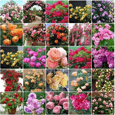 400 graines de fleurs mélangées, graines de rosiers grimpants, floraison toute l'année, convient pour la décoration de jardin de balcon, coloré (1/5)