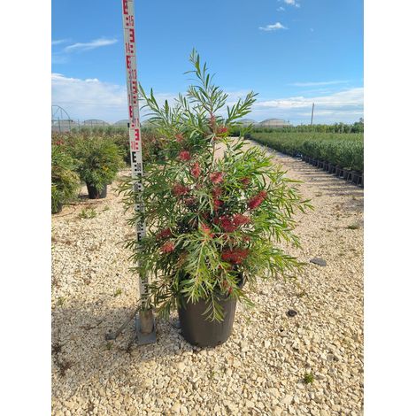 Rince-Bouteille Callistemon Captain Cook Pot 40 cm Arbuste à Fleurs Persistant (1/4)