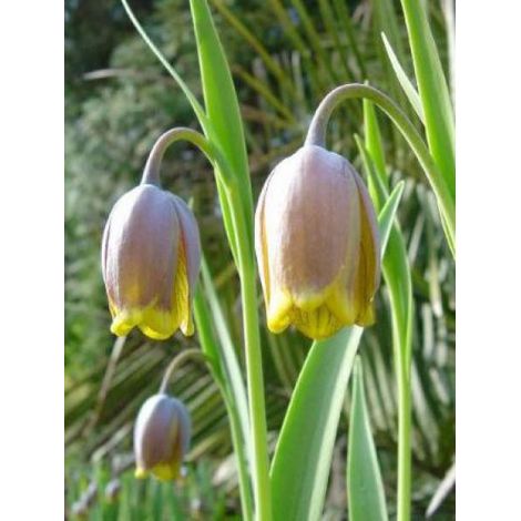 Fritillaire 'Uva-Vulpis' Bulbe calibre 7+ (par 10) (1/3)