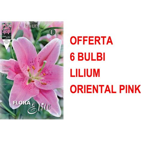 OFFERTA 6 BULBI LILIUM ORIENTAL PINK