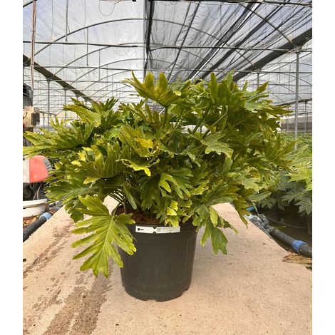 PHILODENDRON SELLOUM SHANGRI-LA VASO 50