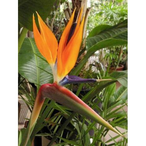 Oiseau de paradis Pot de 6L/7L
