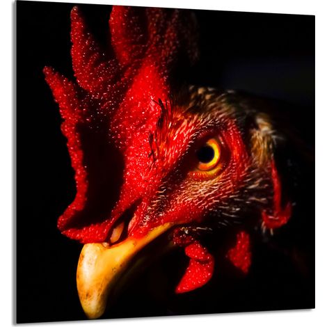 Panneau de verre POUR la cuisine 60x65 Coq (1/5)