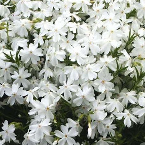 4 x Phlox nain  - Phlox douglasii 'White Admiral'  - godet 9x9