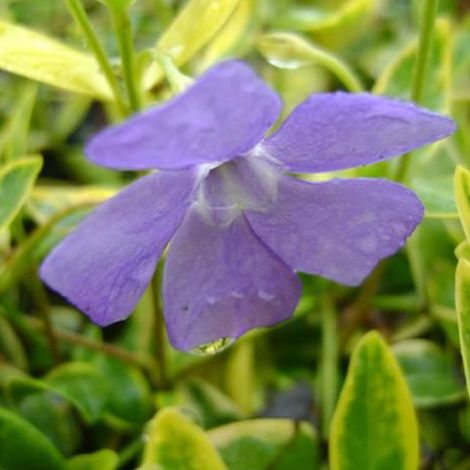 4 x Petite pervenche - Vinca minor 'Aureovariegata' - godet (1/4)